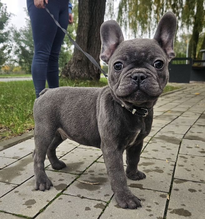 Buldog francuski