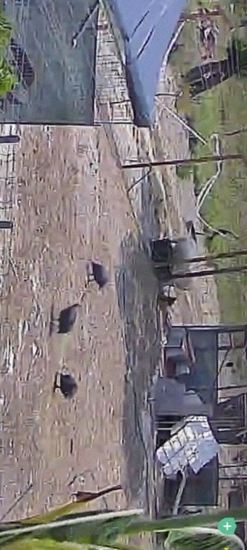 Aves várias para venda, faisões, patos mudos, gansos badoca, fracas, c