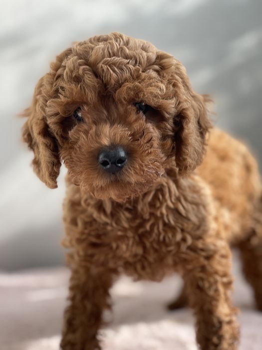 Щенки той пуделя