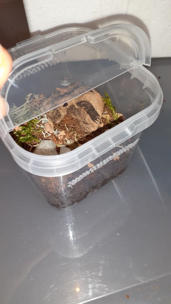 Chilobrachys natanicharum electric blue l1
