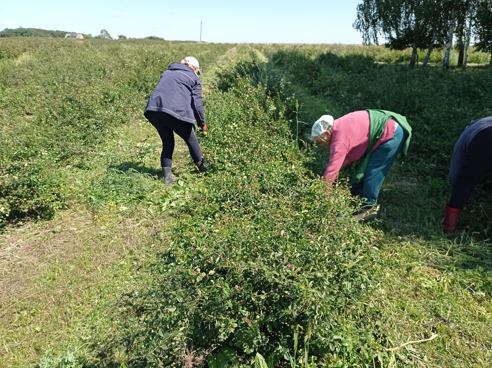 Pigwowiec owoce Plantacja ekologiczna.