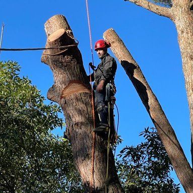 Corte e abate de árvores em situação difícil.