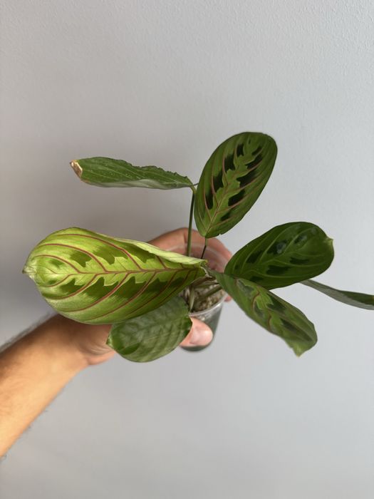 REZERWACJANadwyzka roslin raphidophora, monstera, maranta silver band,