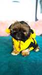 Shih-Tzu od zootechnika  i behawiorysty DNA