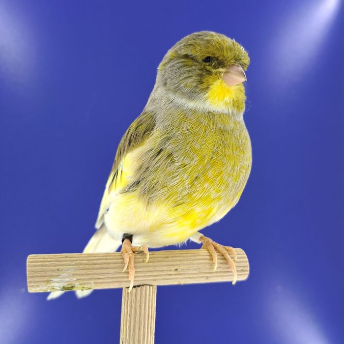 Kanarek, samczyki - sprzedam, Wrocław