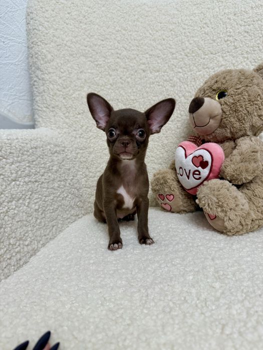 Шоколадна дівчинка