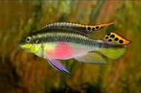 Kribensis (Pelvicachromis pulcher) 4-6cm