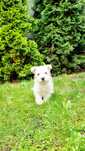West Highland White Terrier piesek