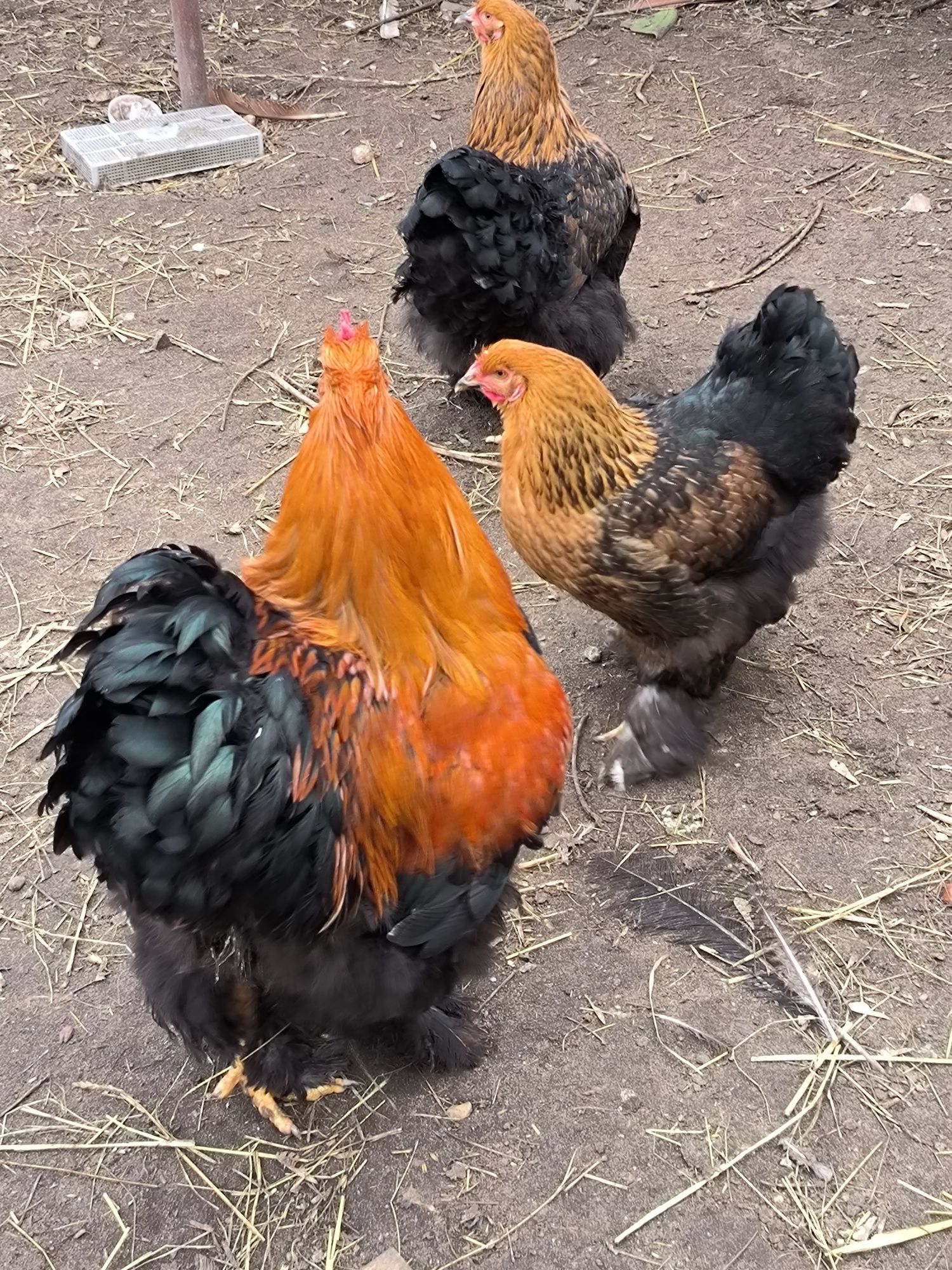 Cochiny olbrzymie