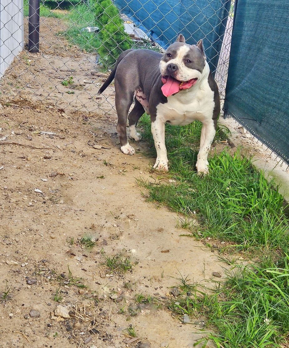 Potężny pies Amstaff Rep