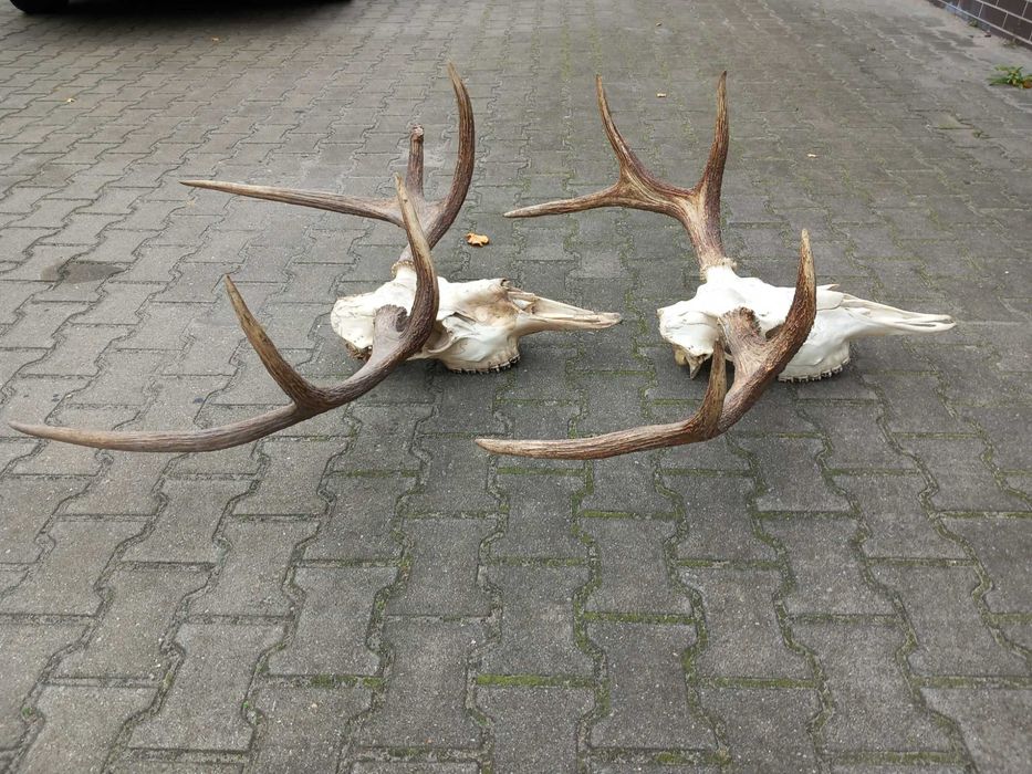 Poroże, Łoś, Rogi, Rosochy, Wieniec