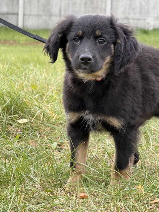 Piorun sympatyczny szczeniak szuka swojego domku