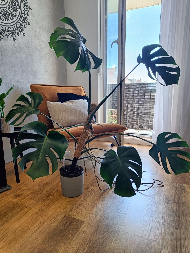 Monstera kwiat doniczkowy