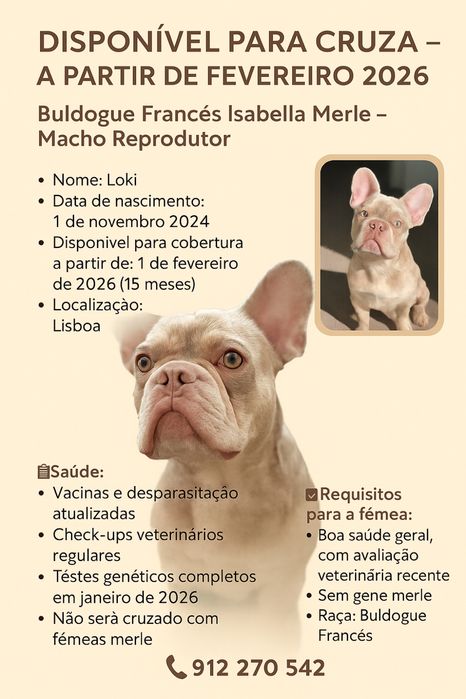 Disponivel para montas - bulldogue Frances Isabella Merle