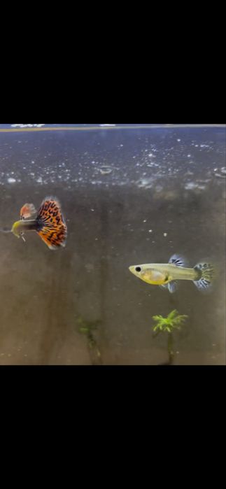 Guppys para venda