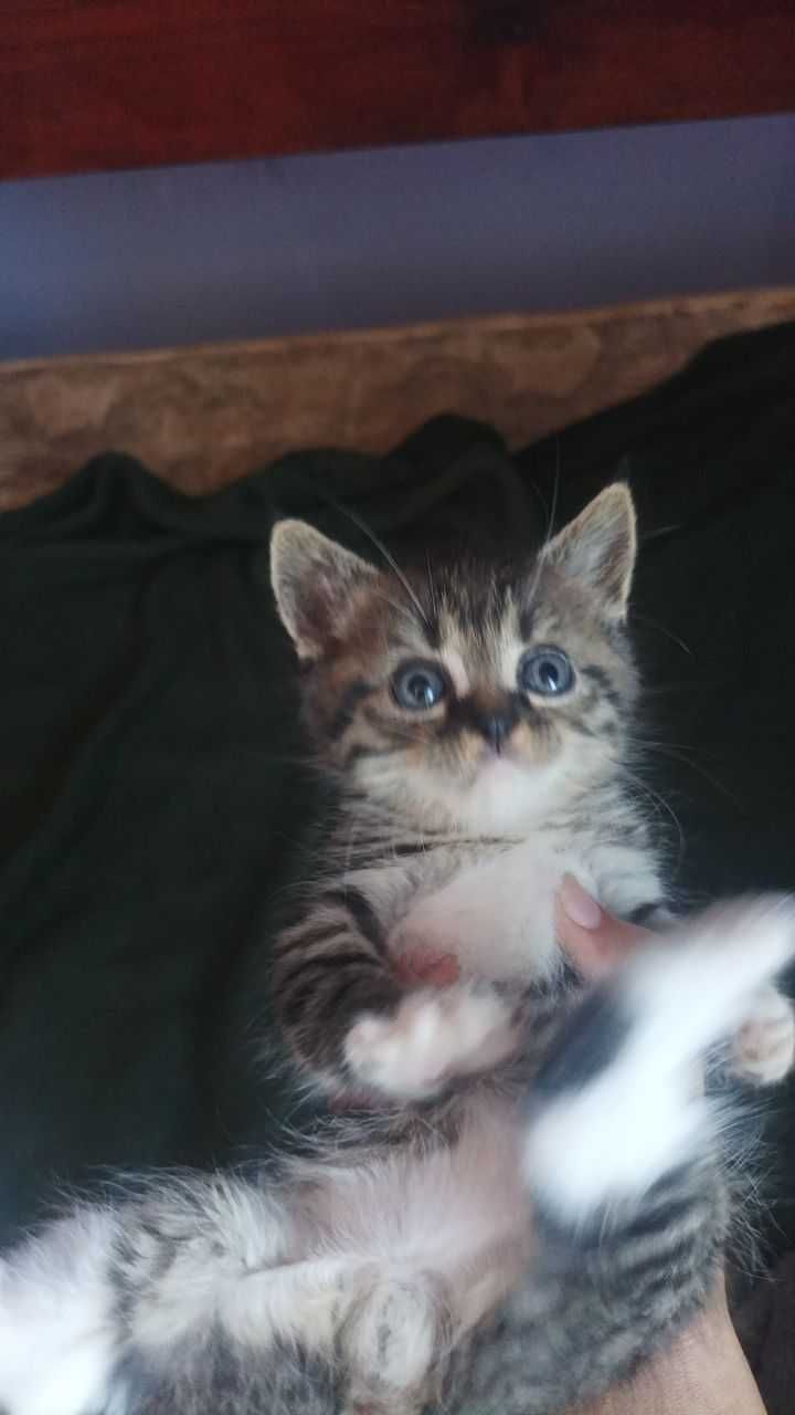 Ищем дом для котёнка