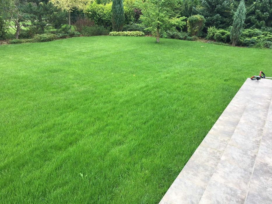 Zakładanie Trawnika Trawników Ogrodu Trawa z Rolki z Siewu Trawnik
