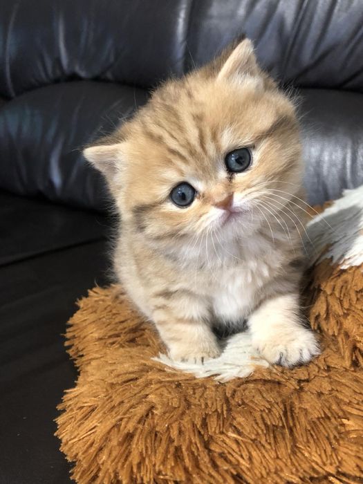 Кошеня шотландська шиншила