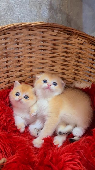 Вислоухие и Прямоухие Девочки и Мальчики