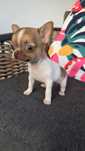 Cudna Malutka sunia chihuahua