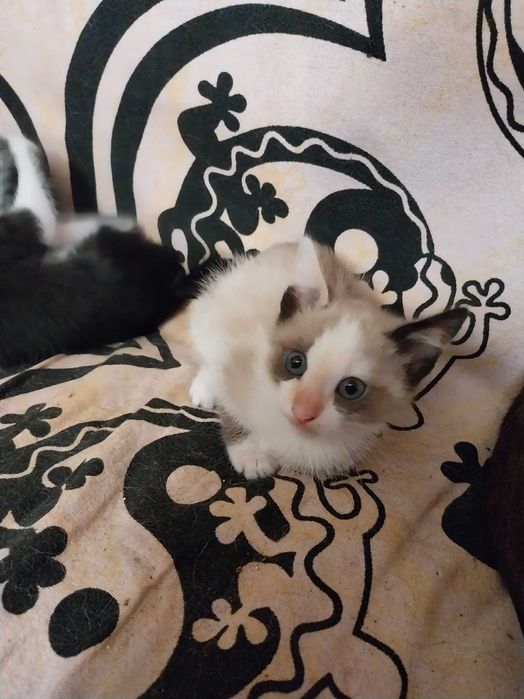 Gatinhos para adoção responsável