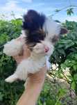 Bluberry yorkshire terrier york suczka niebiesieskie oczy biewer