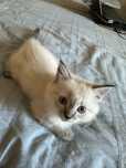 Котята Невская Маскарадная