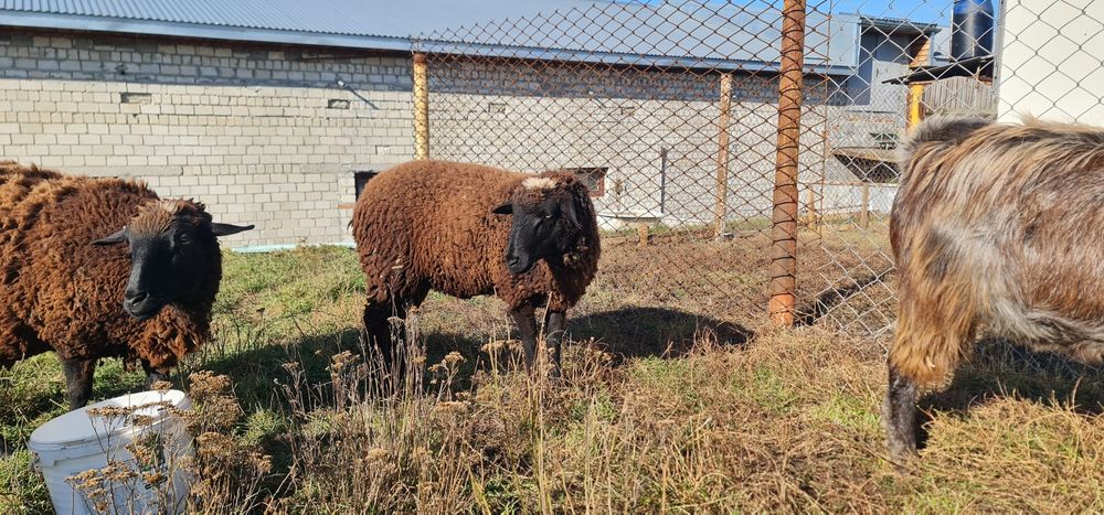 Продам Вівці асканійські.
