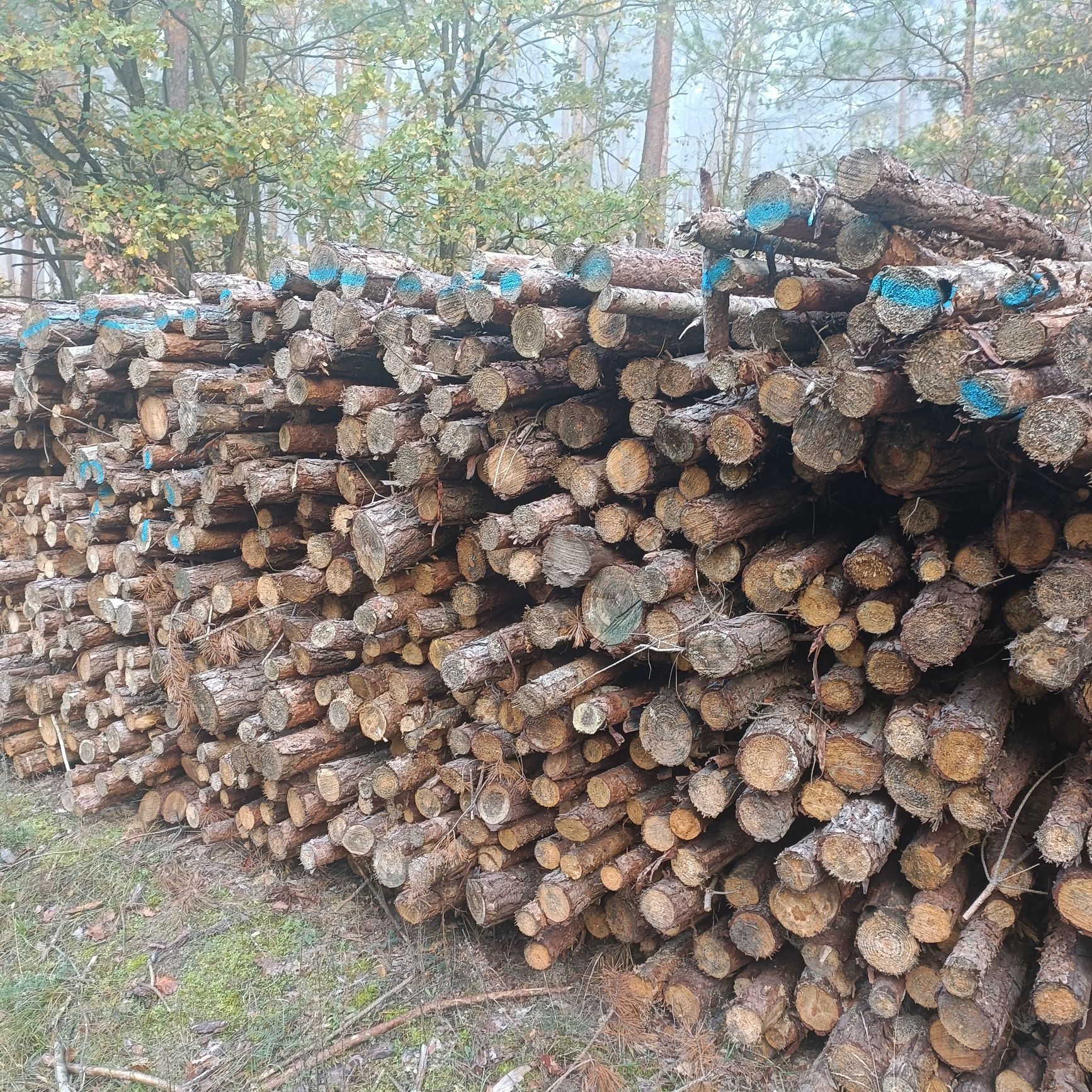 Drewno opałowe sosna/kominkowe brzoza olszyna