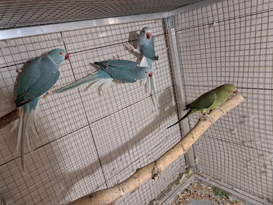 Likwidacja hodowli aleksandretty aleksandretta