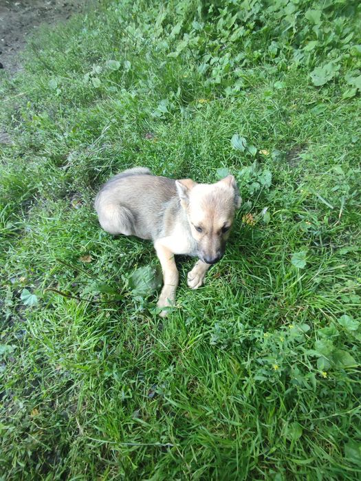 Віддам цуценят в добрі руки