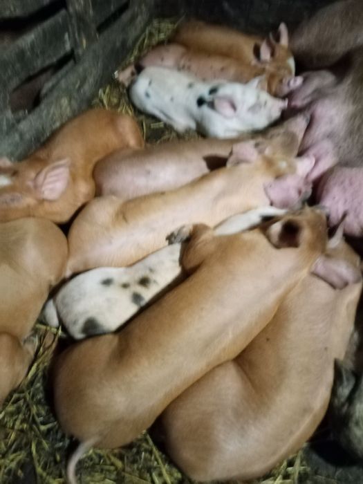 Продам Поросят м'ясних порід (дюрки, беркшир, кантор) 0975нуль36987