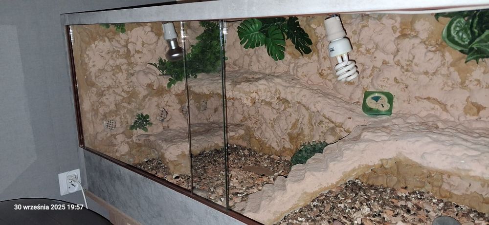 Terrarium dla jaszczurki pustynnej