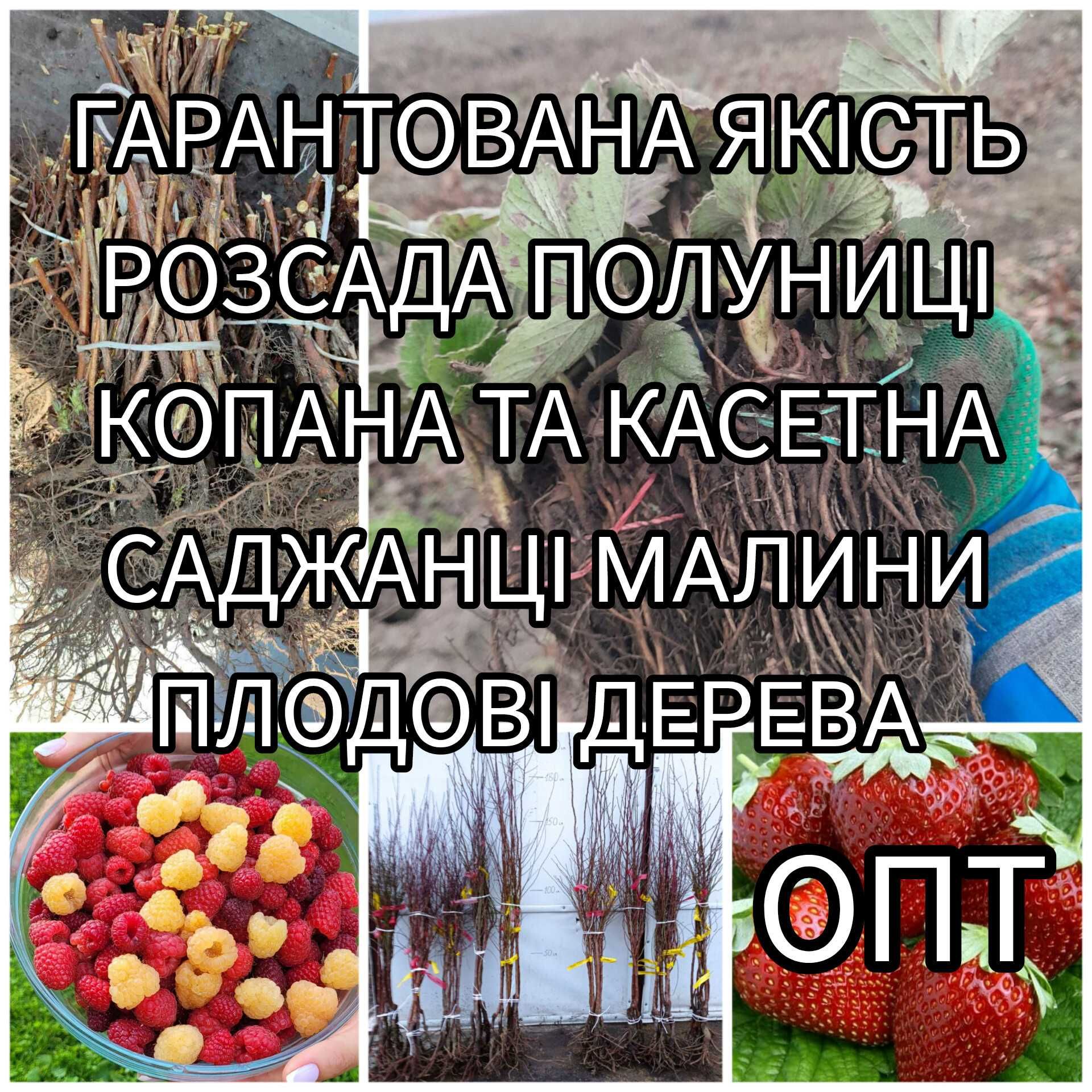 Опт Розсада Полуниці Саджанці Малина Плодові дерева Рассада Клубники