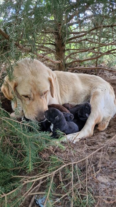 Szczeniaki w typie Labradora
