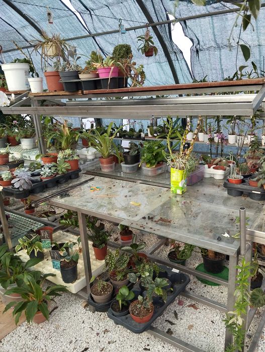 Bancadas expositor de frutas