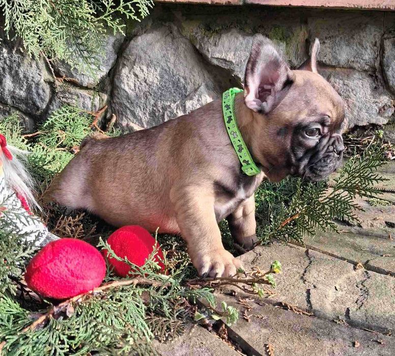 Грайливі малятка