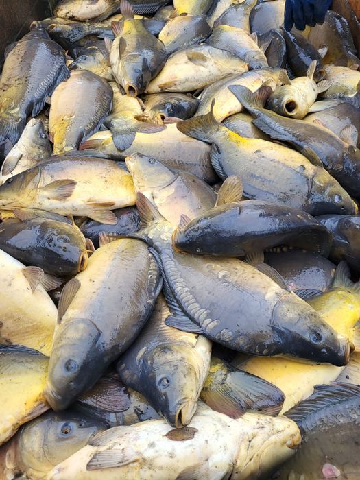 Sprzedam  karpia ekologicznego