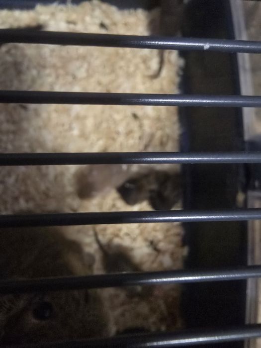 Oddam w dobre ręce koszatniczki tygodniowe wraz z klatką.