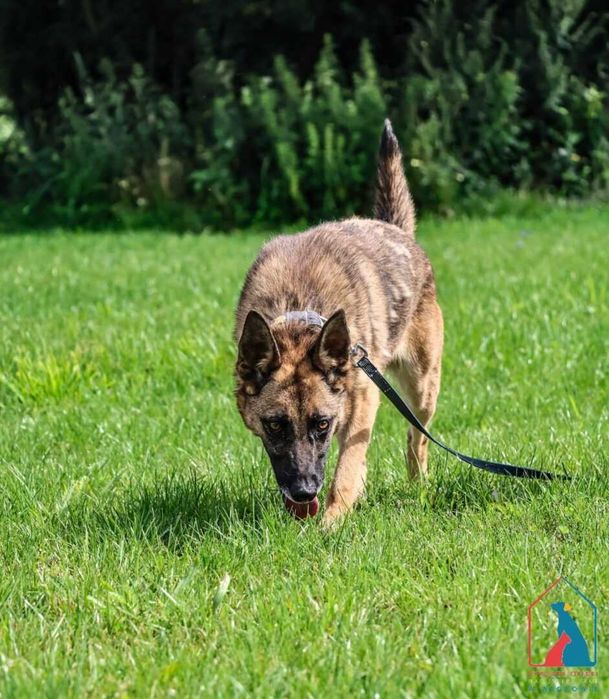 Młoda sunia Koria szuka domu