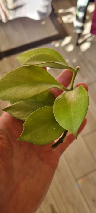 Hoya Sunrise ukorzeniona