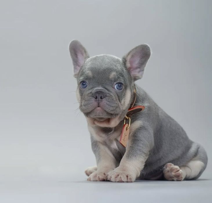 Малишка.   . французький Бульдог