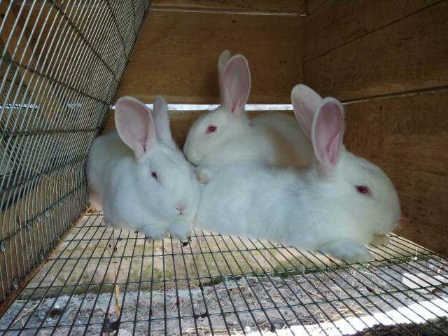 Кролі французький баран, європейське срібло, бургунці, каліфорнія