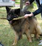 Kazik do adopcji!!!