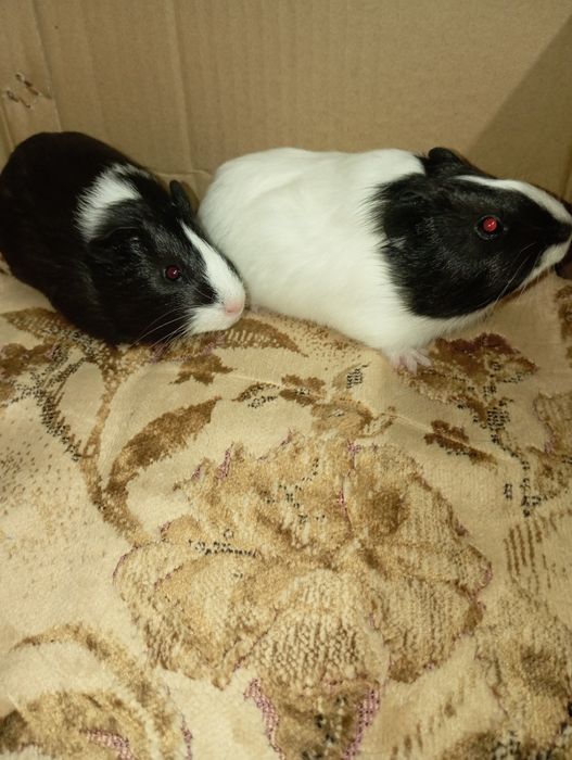 Морські свинки черно-білого кольору