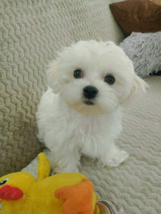 Maltańczyk z rodowodem - piesek