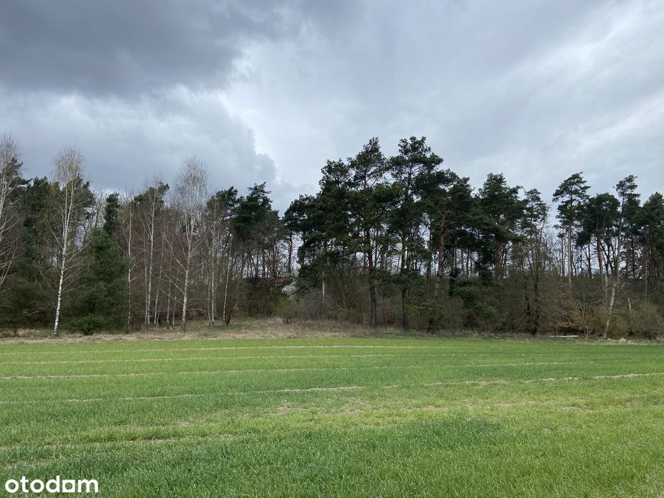 Dwie sąsiadujące działki budowlane w Szczótkach – Osówiec