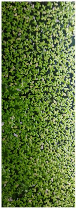 Аквариум, грунт, декорации, ряска, гуппи, креветки, сачок