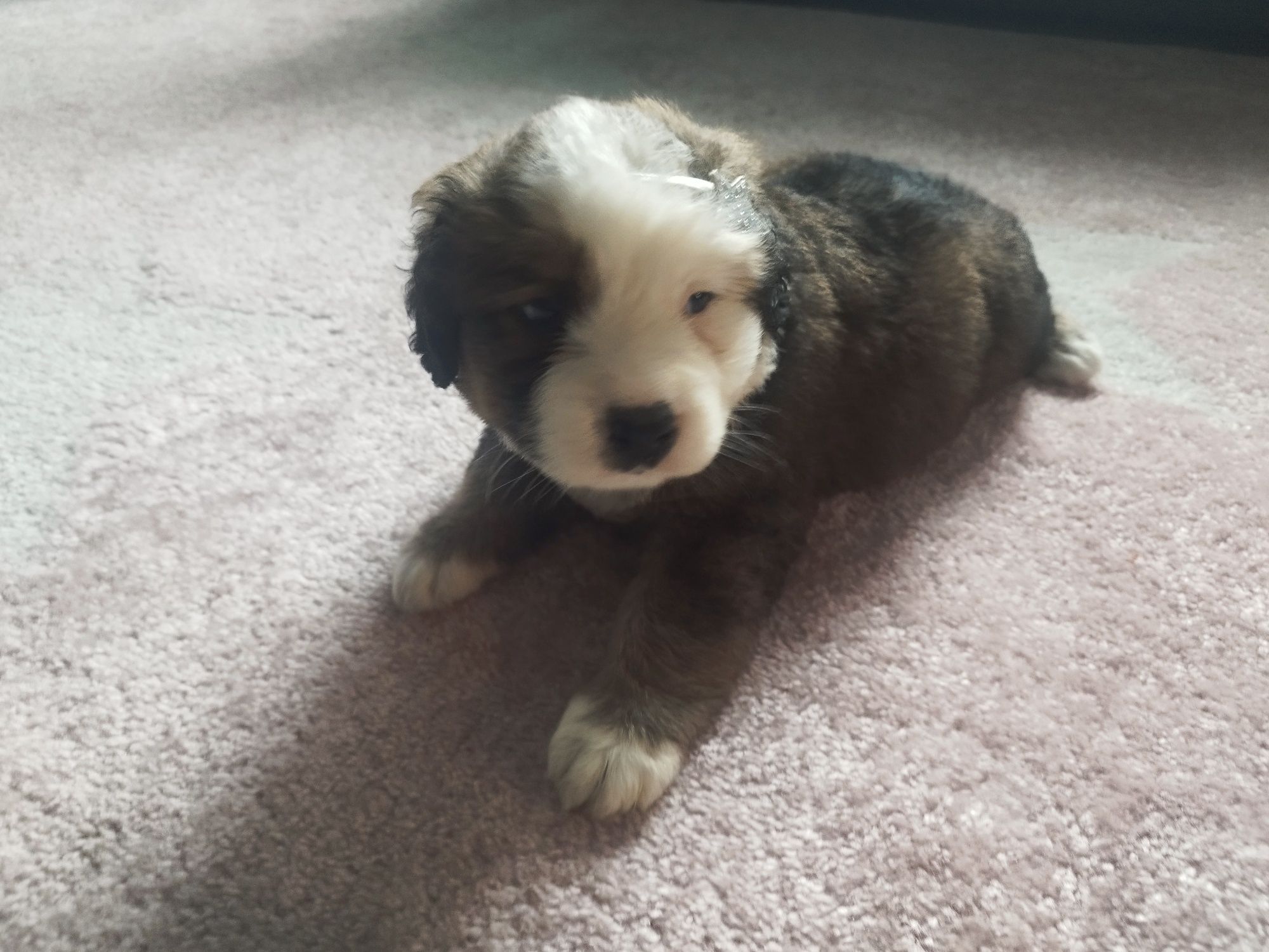 Szczeniaczki po Shih Tzu i Yorku