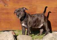 Staffordshire Bull Terrier ZKwP, Staffik FCI piękna suczka BETTY